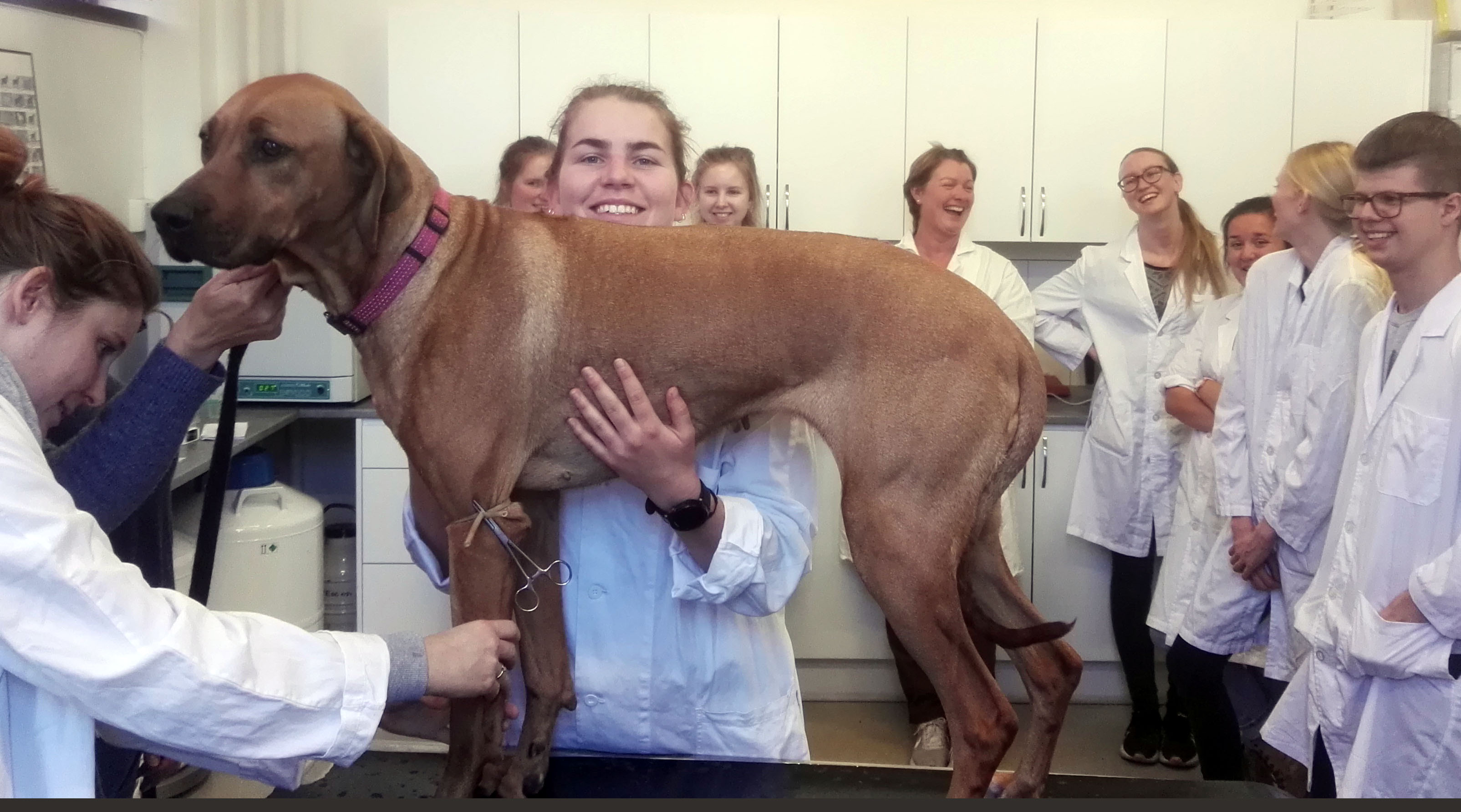 At the vet