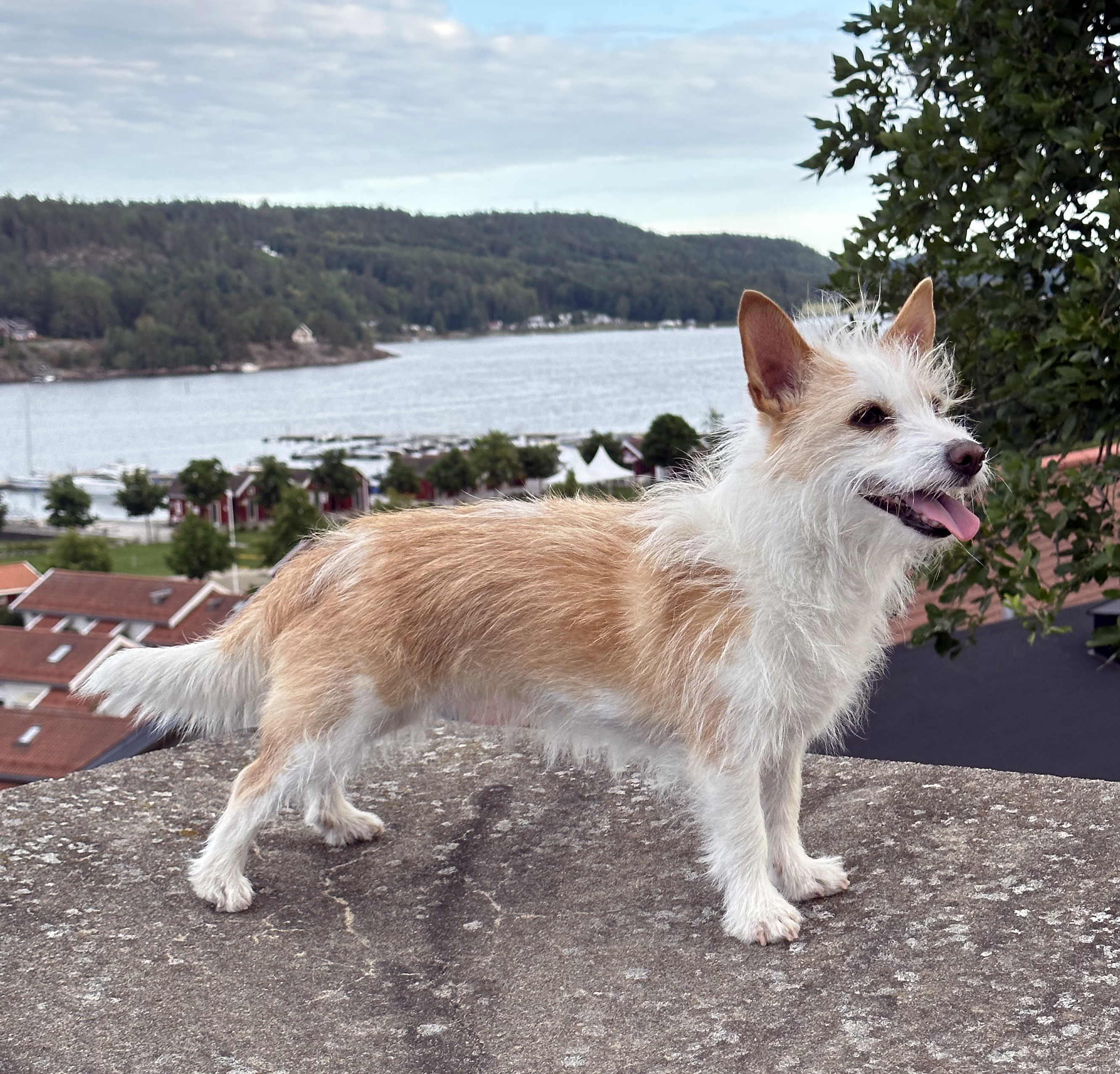 Fox Terrier e Podengo Português Pequeno